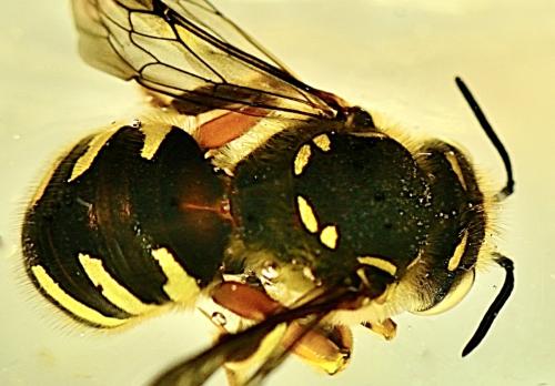 Réf. 349 526 : Anthidium manicatum